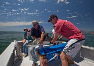 White shark researchers tap data from electronic tags to gain insights into survival rate for young sharks