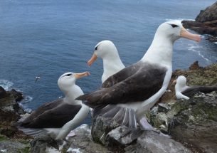 Rising sea temperatures threaten survival of juvenile albatross