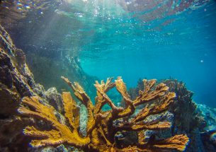 New research provides 'oases' of hope for the future of coral reefs