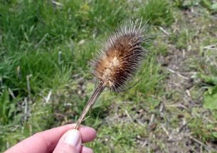 Life in the fast lane: dispersal ability is linked to plants' life cycles