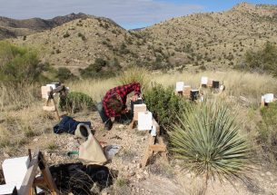 Climate change linked to potential population decline in bees