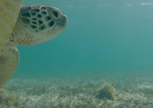 Green sea turtle digging its own watery grave due to invasion of non-native seagrass