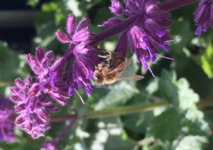 Research shows pesticides influence bee learning and memory