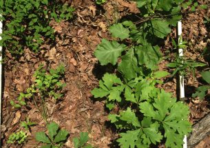 Frequent fires make droughts harder for young trees, even in wet eastern forests