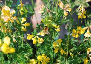 Greater species diversity boosts meadows’ resistance to parasitic invaders