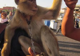 Using endangered barbary macaques as photo props could have negative impacts on tourism in Morocco