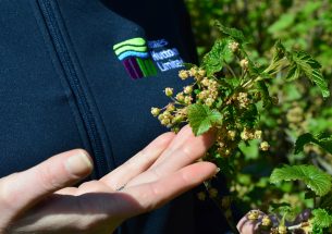 Warmer winters threaten UK blackcurrant farming