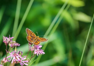 British Ecological Society awards journal prizes to early career researchers