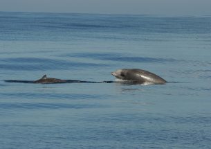 Why do beaked whales return to a Navy sonar range despite disturbance?