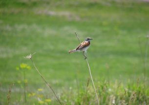 New study on grassland-bird nest survival published in the Journal of Applied Ecology