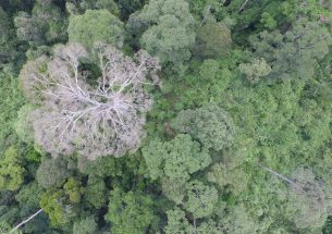 New research is using drones to tackle climate change