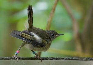 'Eavesdropping' technology used to protect one of New Zealand's rarest birds