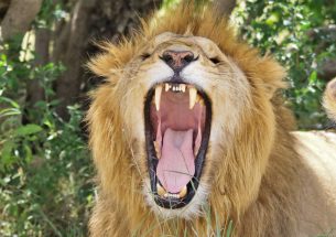 Maasai farmers kill lions when lion attack livestock