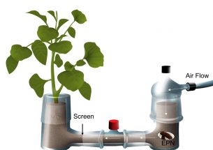 Nematode odours offer possible advantage in the battle insect pests