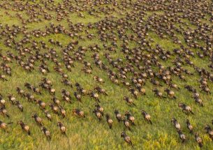 New technologies could help conservationists keep better track of Serengeti wildebeest herds