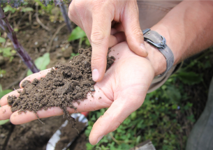 Food safety: Dung beetles and soil bacteria reduce risk of human pathogens