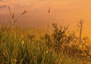 Grasslands and Climate Change