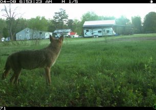 Can multiple carnivores coexist in cities?