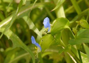 Closely related flowers can coexist through self-fertilization