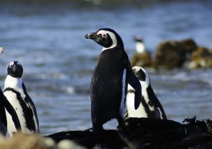 Penguins and their chicks’ responses to local fish numbers informs marine conservation