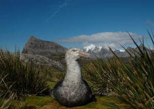 Climate change benefits for giant petrels