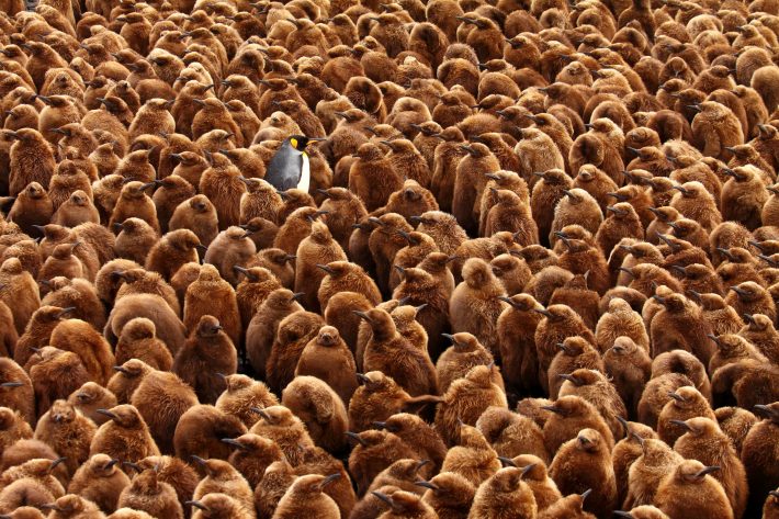 An adult penguin stands alone among a sea of chicks