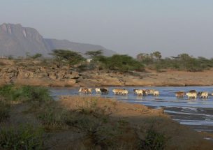 Agricultural Resilience