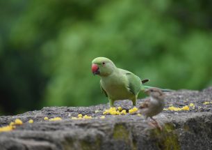 Invasive Species Week: UK Invasions in a Changing Climate