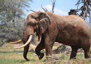 The older you get, the harder you seek: the mating  secrets of Africa’s bull elephants