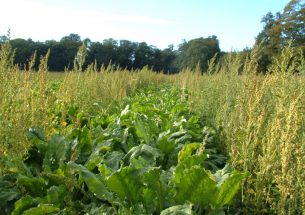 Not all weeds are equal – scientists show wildlife refuges on farms need careful placement