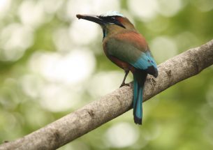 Working landscapes can support diverse bird species