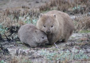 New treatment programme offers hope for controlling wombat mange