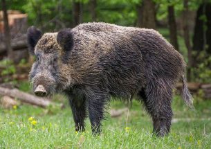 Single event or epidemic? Mating behaviour and movement patterns influence the dynamics of animal diseases