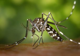 Mosquitoes push northern limits with time-capsule eggs to survive winters