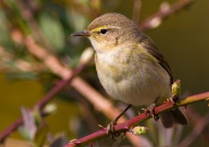 Angry birds: loud aeroplane noise causes birds to become aggressive