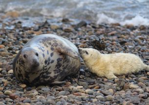 New technique can show links between prey and microplastics