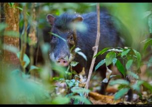 Large herbivores increase biodiversity in tropical forests