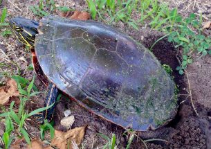 New study could reset how scientists view sex determination in painted turtle populations