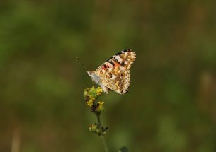 New model predicts Painted Lady butterfly migrations based on breeding sites data