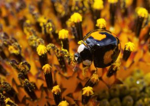 Flowering wild plants to promote beneficial insects in the field