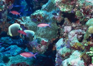 New study measures how much of corals’ nutrition come from hunting