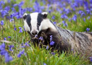 Badger behaviour inside the cull zone