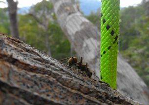 New study finds ants are darker in rainforest canopies