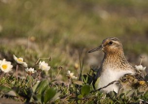 Migratory birds are worse off in West Africa