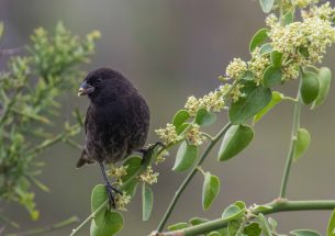 A decade after the predators have gone, Galapagos Island finches are still being spooked