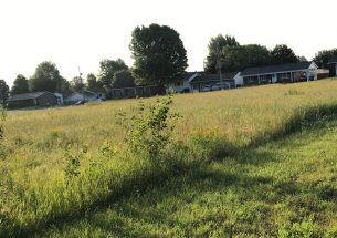 Mowing urban lawns less intensely increases biodiversity, saves money and reduces pests