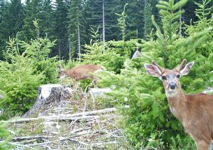 Often derided as pests, deer and elk can help young Douglas-fir trees under some conditions