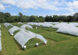 Study finds that multi-species grassland mixtures increase yield stability, even under drought conditions