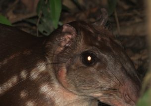 Local traditional knowledge can be as accurate as 10 years of scientific transect monitoring of animal abundance in the Amazon