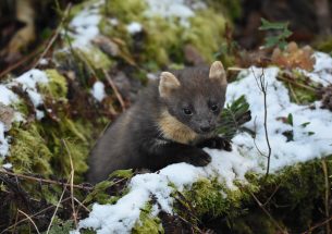 Northern Ireland’s recovering pine marten population benefits red squirrels, but the urban grey squirrel poses a problem